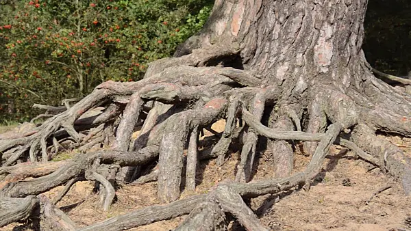 500227 - Exposed pine roots on a sand dune