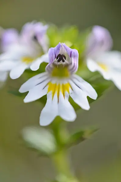 536086 - Eyebright (Euphrasia officinalis syn. Euphrasia rostkoviana)