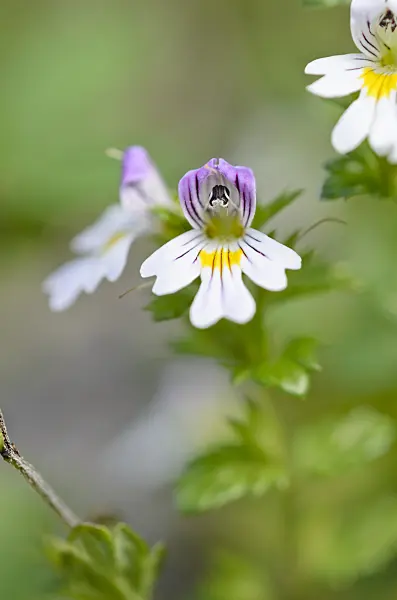 536087 - Eyebright (Euphrasia officinalis syn. Euphrasia rostkoviana)