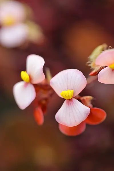 480026 - Eyelash begonia (Begonia bowerae 'Rubra')