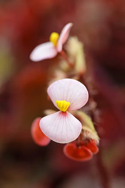 480027 - Eyelash begonia (Begonia bowerae 'Rubra')