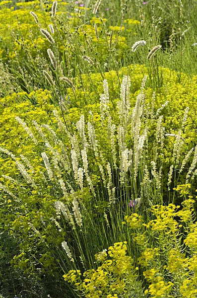 521130 - Eyelash pearl grass (Melica ciliata subsp. magnolii) and Seguier's spurge (Euphorbia seguieriana)