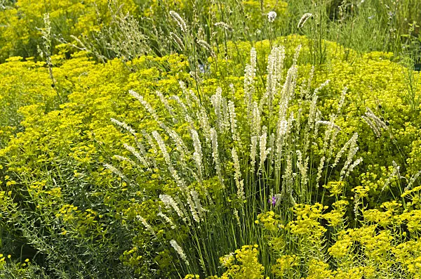 521131 - Eyelash pearl grass (Melica ciliata subsp. magnolii) and Seguier's spurge (Euphorbia seguieriana)