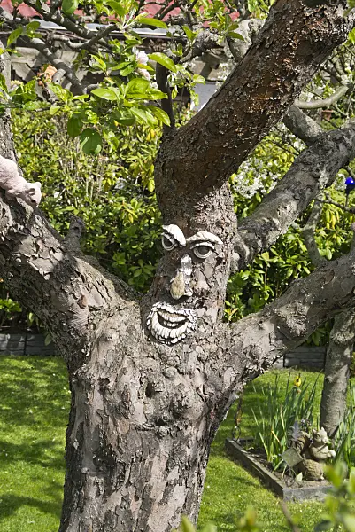 531222 - Face on the gnarled trunk of an apple tree in an allotment garden