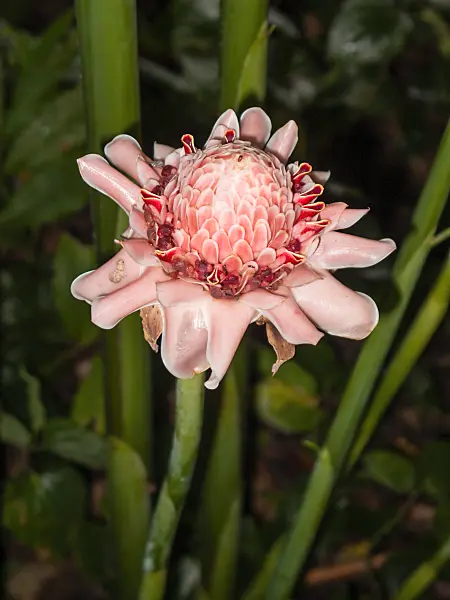 411027 - Fackelingwer (Etlingera elatior)