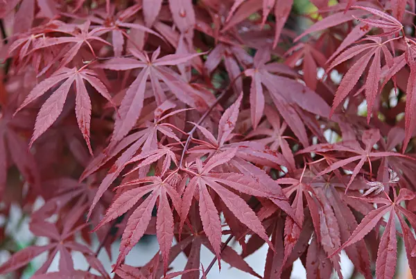 502083 - Fächerahorn (Acer palmatum 'Atropurpureum')