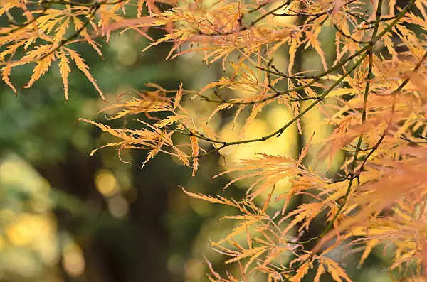 525271 - Fächerahorn (Acer palmatum 'Dissectum Garnet')