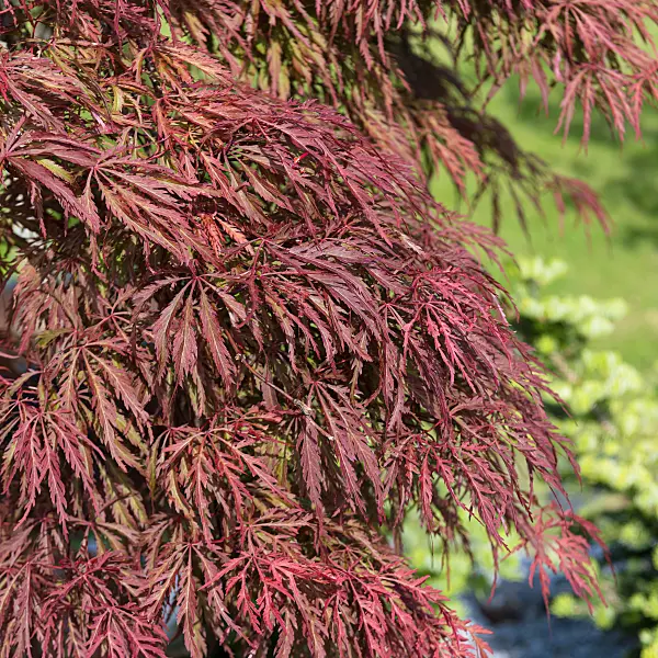 664006 - Fächerahorn (Acer palmatum 'Inaba-shidare')