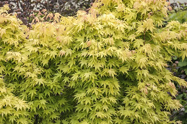 535252 - Fächerahorn (Acer palmatum 'Orange Dream')