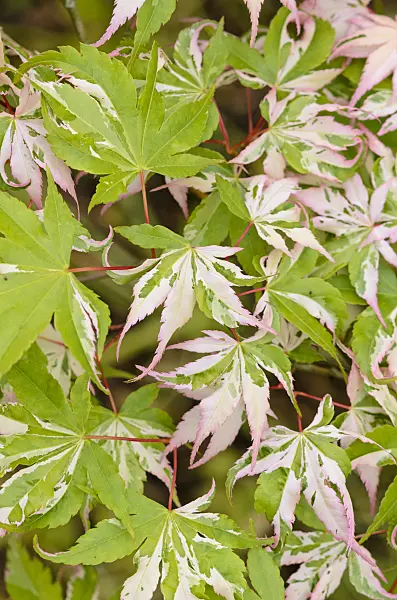 533316 - Fächerahorn (Acer palmatum 'Oridono-nishiki')