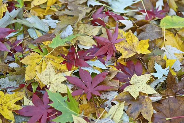 502090 - Fächerahorn (Acer palmatum 'Osakazuki')