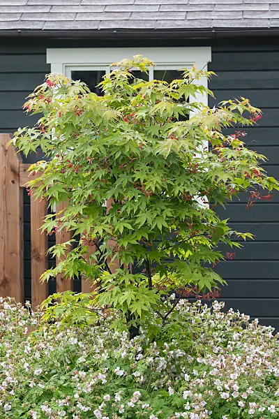 664007 - Fächerahorn (Acer palmatum 'Osakazuki')