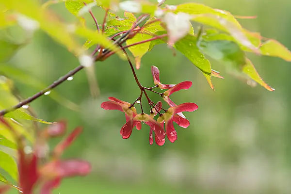 664008 - Fächerahorn (Acer palmatum 'Osakazuki')