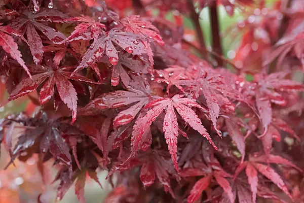 664009 - Fächerahorn (Acer palmatum 'Skeeter's Broom')
