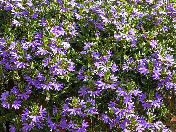 453144 - Fächerblume (Scaevola aemula)
