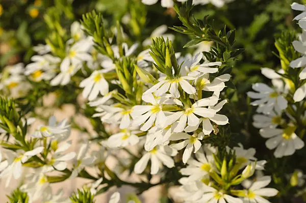 476242 - Fächerblume (Scaevola aemula)