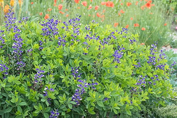 664048 - Färberhülse (Baptisia Decadence Blueberry Sundae)