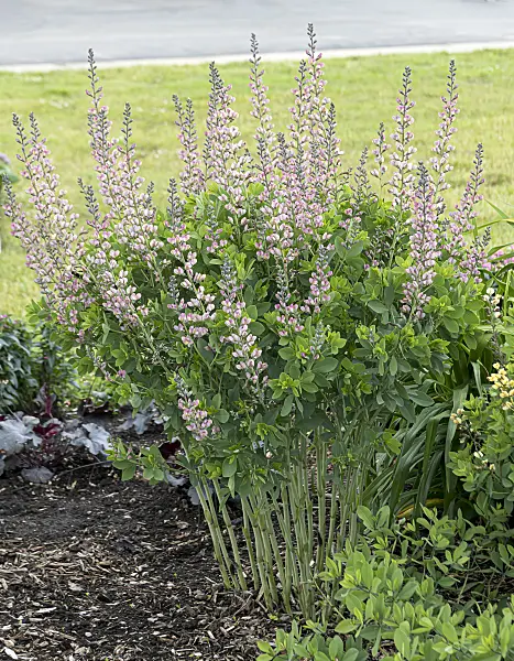 607009 - Färberhülse (Baptisia Decadence Pink Truffles)