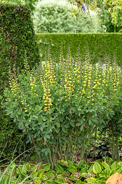 664044 - Färberhülse (Baptisia Lemon Meringue)