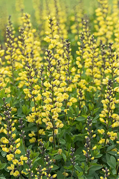 664045 - Färberhülse (Baptisia Lemon Meringue)