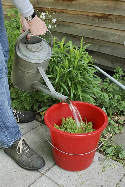 472177 - Faire un bouillon à partir de prêle des champs (Equisetum arvense) (2)
