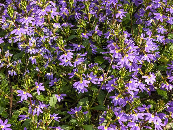 427073 - Fairy fan-flower (Scaevola aemula)