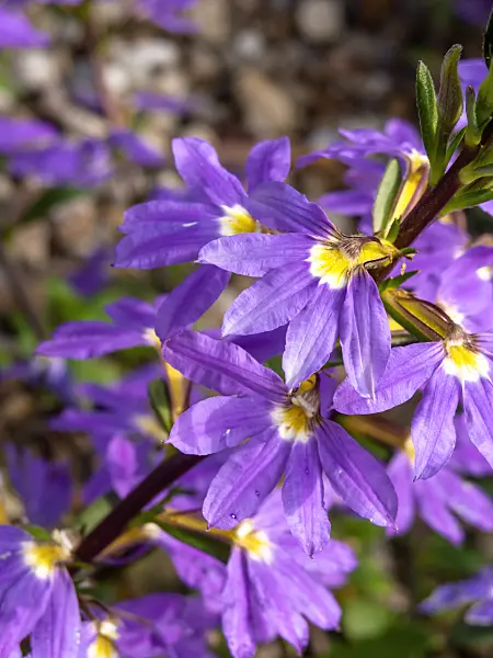 427074 - Fairy fan-flower (Scaevola aemula)