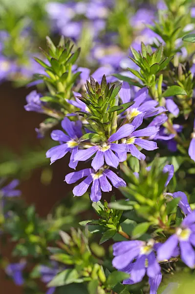 487232 - Fairy fan-flower (Scaevola aemula)