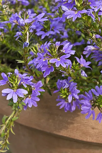 511193 - Fairy fan-flower (Scaevola aemula)
