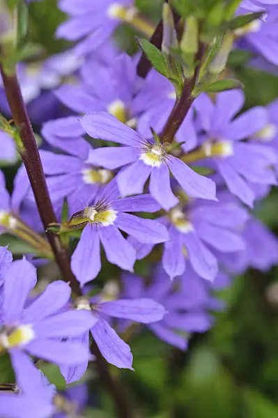 487092 - Fairy fan-flower (Scaevola aemula 'Saphira')