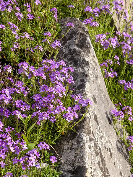 460108 - Fairy foxglove (Erinus alpinus)