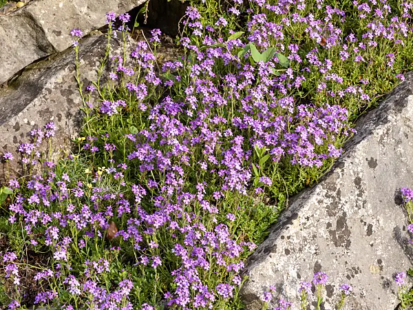 460109 - Fairy foxglove (Erinus alpinus)
