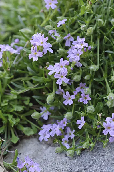 472155 - Fairy foxglove (Erinus alpinus)