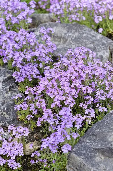 484300 - Fairy foxglove (Erinus alpinus)