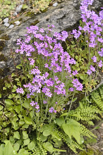520468 - Fairy foxglove (Erinus alpinus)