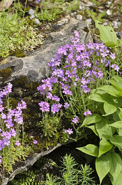 520469 - Fairy foxglove (Erinus alpinus)