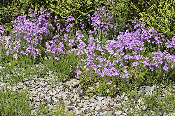 520471 - Fairy foxglove (Erinus alpinus)