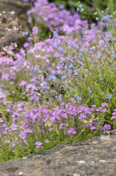 533449 - Fairy foxglove (Erinus alpinus)
