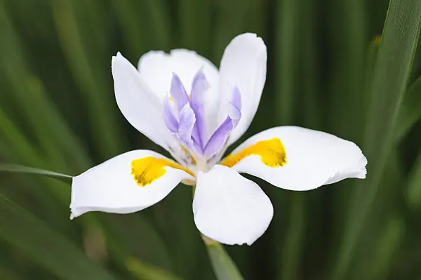471066 - Fairy iris (Dietes grandiflora)