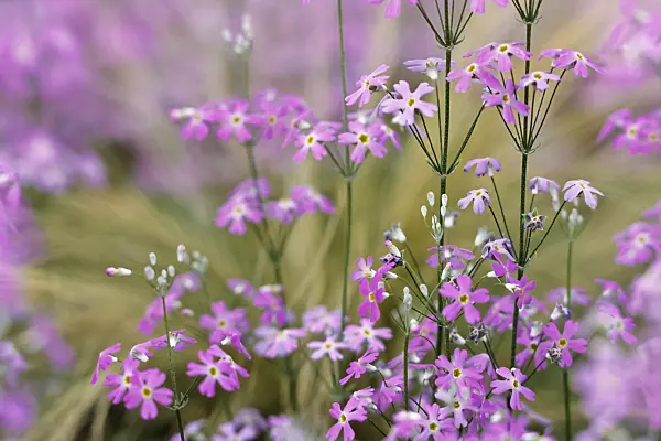 387011 - Fairy primrose (Primula malacoides)
