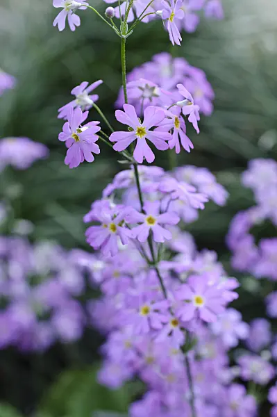470025 - Fairy primrose (Primula malacoides)