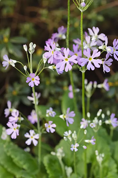 480011 - Fairy primrose (Primula malacoides)