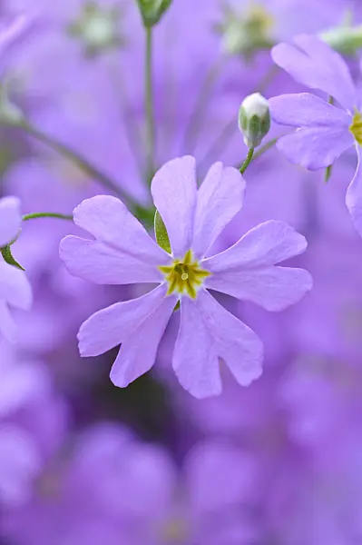 482027 - Fairy primrose (Primula malacoides)