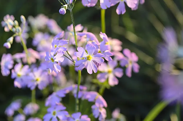 493007 - Fairy primrose (Primula malacoides)