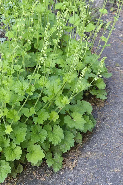 472165 - Falsche Alraunenwurzel (Tellima grandiflora)
