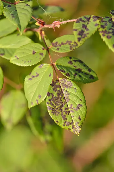 521098 - Falscher Mehltau (Peronospora sparsa) und Rose (Rosa)