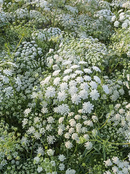 403078 - False bishop's weed (Ammi majus)