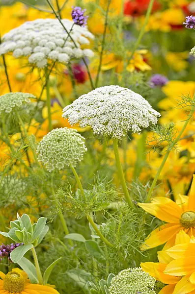 523051 - False bishop's weed (Ammi majus)