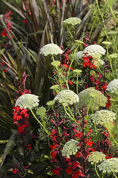 534425 - False bishop's weed (Ammi majus) and lobelia (Lobelia x speciosa 'Fan Burgundy')