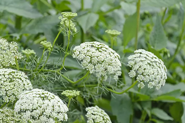 487219 - False bishop's weed (Ammi majus 'Queen of Africa')